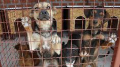 El Metro CDMX invita a darle hogar a un perrito por el Día del Niño 2024: ¿Cómo adoptar?