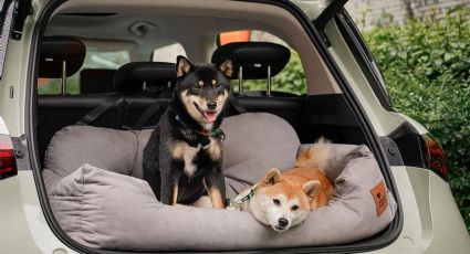 ¿Cómo viajar en auto con un cachorro?