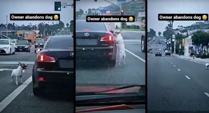 VIDEO: Abandonan a perrito y persigue el auto de su dueño... sin mucho éxito