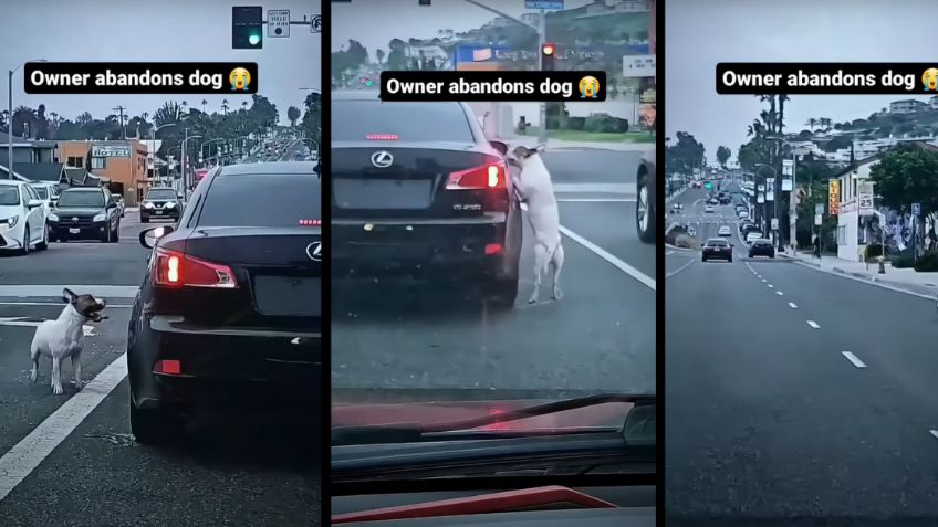 VIDEO: Abandonan a perrito y persigue el auto de su dueño... sin mucho éxito