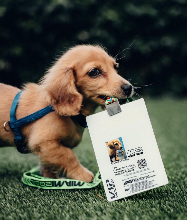 Perrito de Charles Leclerc.