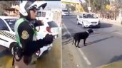 Foto ilustrativa de la nota titulada VIRAL: Policía detiene el tránsito para que lomito cruce la calle