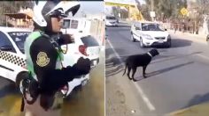 VIRAL: Policía detiene el tránsito para que lomito cruce la calle