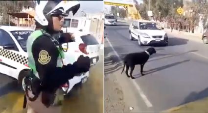 VIRAL: Policía detiene el tránsito para que lomito cruce la calle