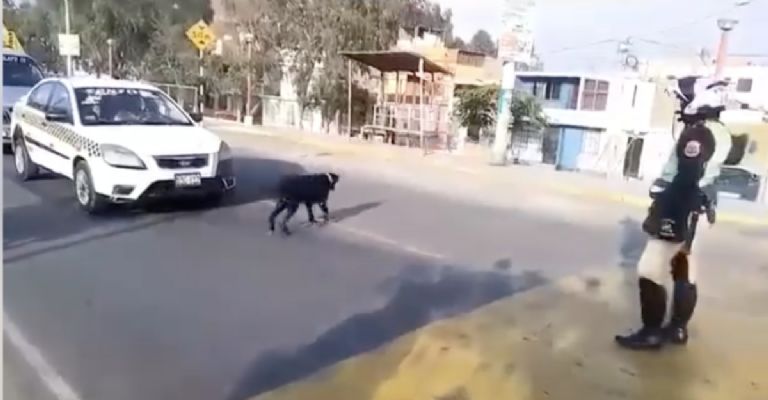 Policía de tránsito perrito