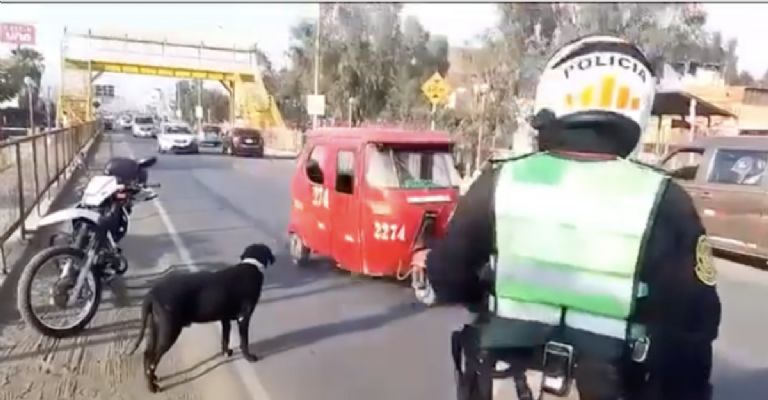 Policía de tránsito perrito