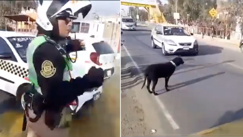 VIRAL: Policía detiene el tránsito para que lomito cruce la calle