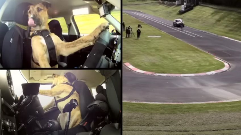Video viral: Esta escuela le enseña a los perritos a conducir