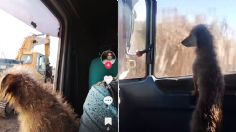 VIRAL: Ella es Pochi, la perrita camionera que ha enternecido las redes sociales