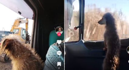 VIRAL: Ella es Pochi, la perrita camionera que ha enternecido las redes sociales