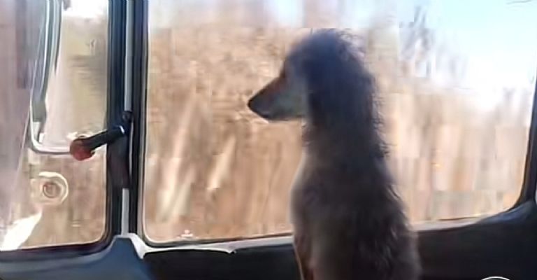 Pochi la perrita camionera