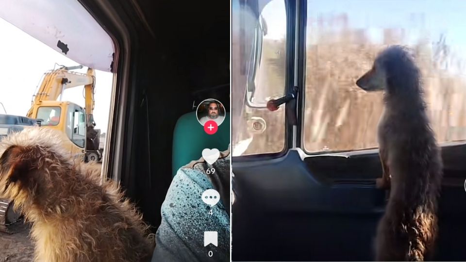 Pochi se ha convertido en la sensación de TikTok.