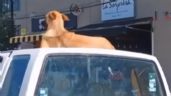 Foto ilustrativa de la nota titulada VIDEO Viral: Este perrito está sobre el techo del auto