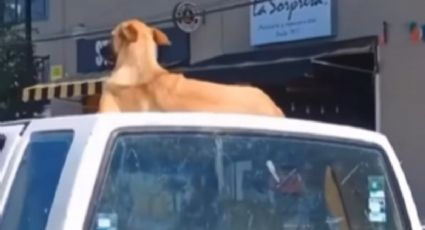 VIDEO Viral: Este perrito está sobre el techo del auto