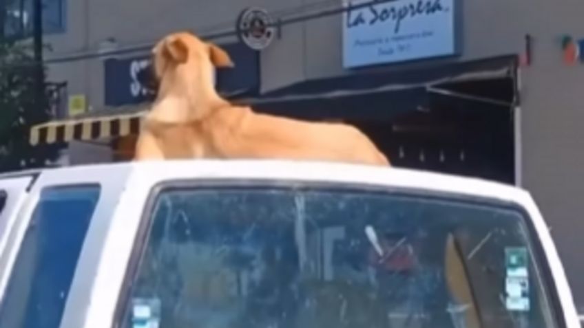 VIDEO Viral: Este perrito está sobre el techo del auto
