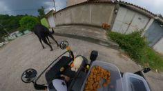 Viral en redes: Un carrito en control remoto reparte comida a los perritos, todo quedó en video