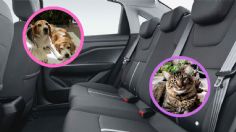 Seguridad para las mascotas que viajan en autos, ¡cuida de tu peludito y disfruten su roadtrip!
