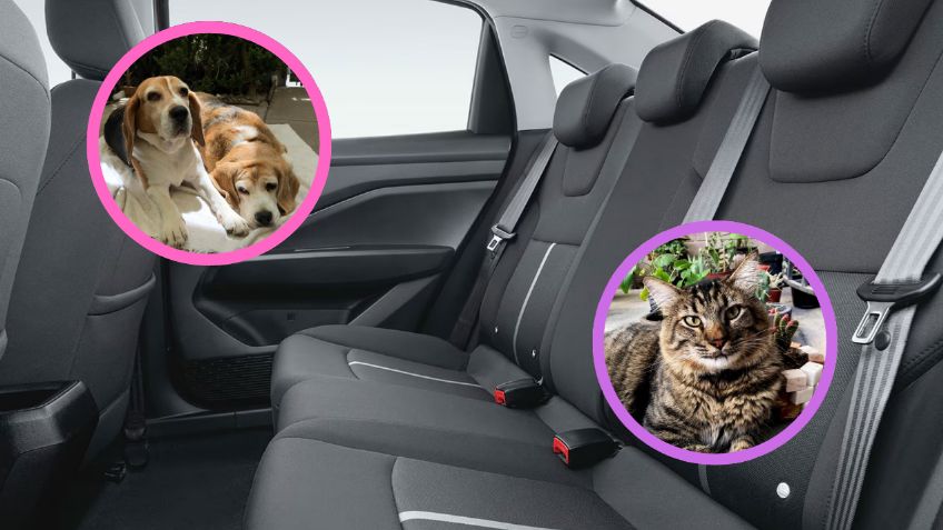Seguridad para las mascotas que viajan en autos, ¡cuida de tu peludito y disfruten su roadtrip!