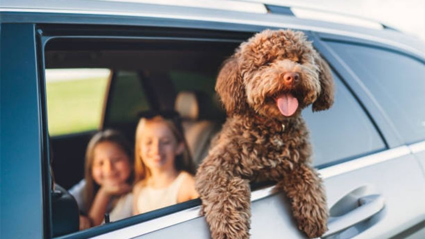 ¿Qué hacer si un niño o mascota se marea durante un viaje en carretera?