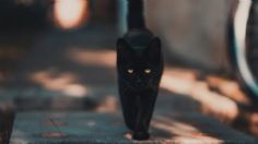 Viral: Va a más de 200 km/h, es detenido y se justifica que era para ver a su gato