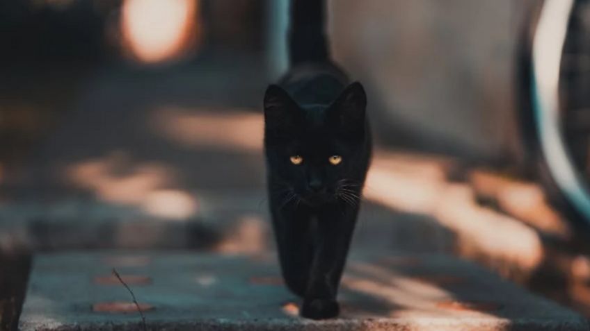 Viral: Va a más de 200 km/h, es detenido y se justifica que era para ver a su gato