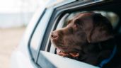 Foto ilustrativa de la nota titulada: Llevar perritos en tu auto: Tips para que no te multen en CDMX