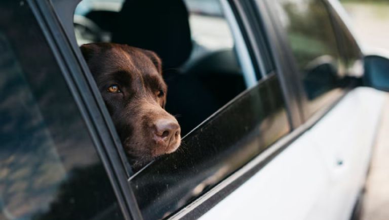 Formas seguras de viajar con un perro en automóvil