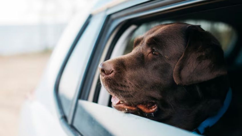 Llevar perritos en tu auto: Tips para que no te multen en CDMX
