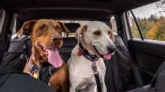 Tips para viajar cómodo con tu mascota en estas vacaciones de Semana Santa