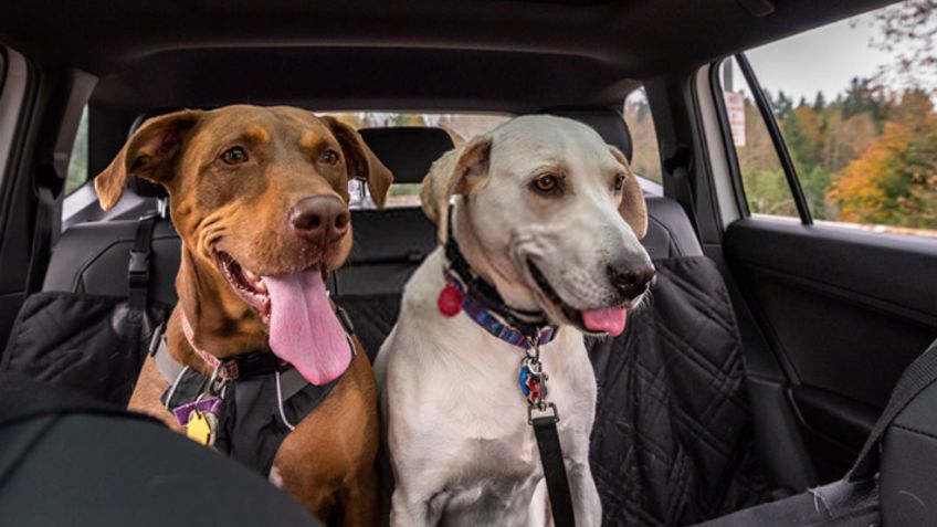 Tips para viajar cómodo con tu mascota en estas vacaciones de Semana Santa