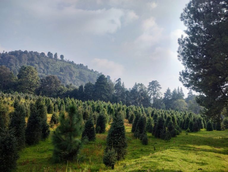 Bosque Esmeralda, Semana Santa, Vacaciones de Semana Santa, CDMX