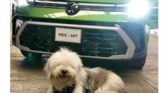 Tercer Croquetón Volkswagen: ¿Qué es y cómo ayudar a los perritos en situación vulnerable?