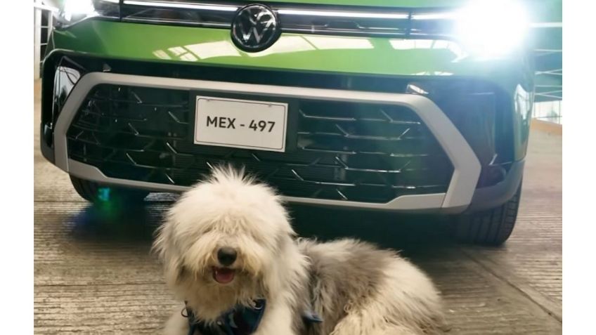 Tercer Croquetón Volkswagen: ¿Qué es y cómo ayudar a los perritos en situación vulnerable?