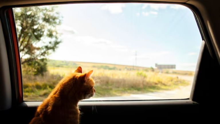 Accesorios de Mopar para transportar mascotas