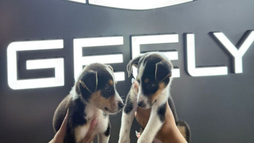 Geely, la marca donará más de 2 toneladas de alimento a refugios de animales en México