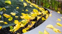 ¿La savia de los árboles daña la pintura del auto? Riesgos y cómo proteger tu auto