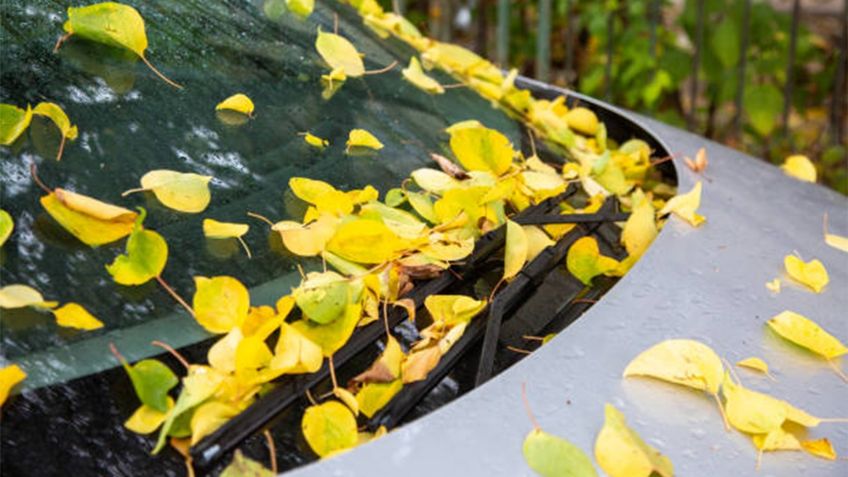 ¿La savia de los árboles daña la pintura del auto? Riesgos y cómo proteger tu auto
