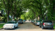 Ventajas y desventajas de estacionar tu auto bajo un árbol en la CDMX