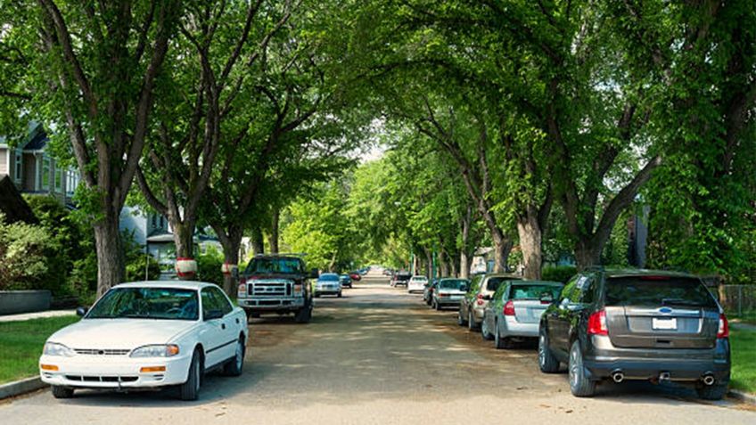 Ventajas y desventajas de estacionar tu auto bajo un árbol en la CDMX